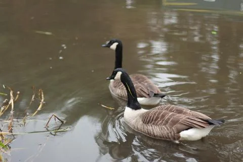 Goose exploring the stores of the river Lea Stock Photos