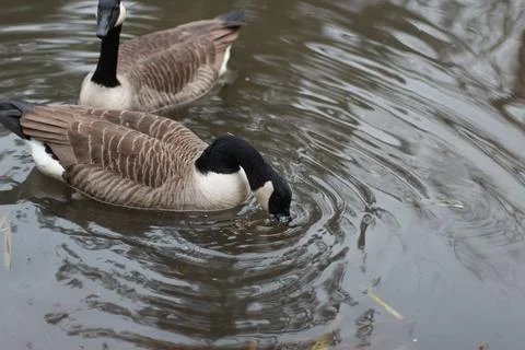 Goose exploring the stores of the river Lea Stock Photos