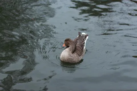 Goose exploring the stores of the river Lea Stock Photos