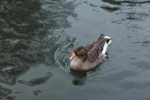Goose exploring the stores of the river Lea Stock Photos