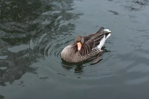 Goose exploring the stores of the river Lea Stock Photos