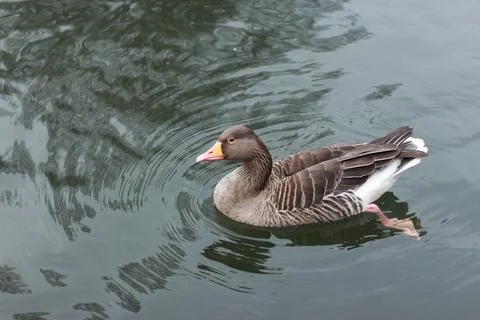 Goose exploring the stores of the river Lea Stock Photos