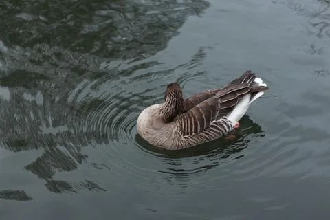 Goose exploring the stores of the river Lea Stock Photos