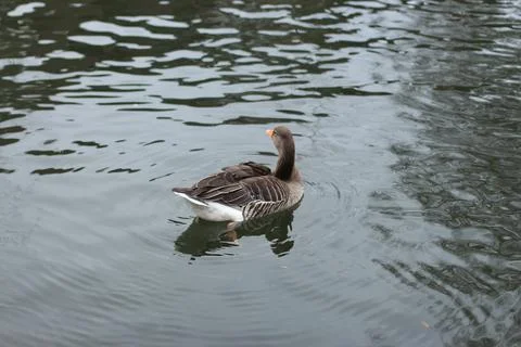 Goose exploring the stores of the river Lea Stock Photos