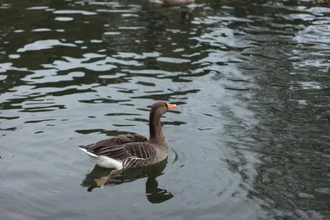Goose exploring the stores of the river Lea Stock Photos