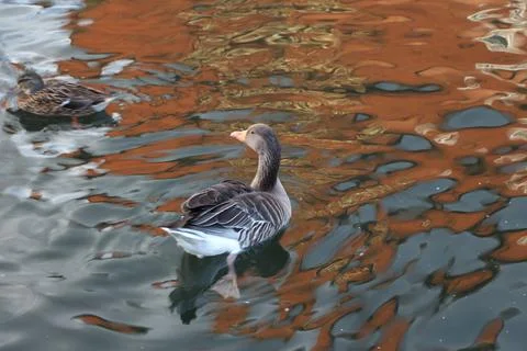 Goose exploring the stores of the river Lea Stock Photos