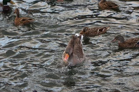 Goose exploring the stores of the river Lea Stock Photos