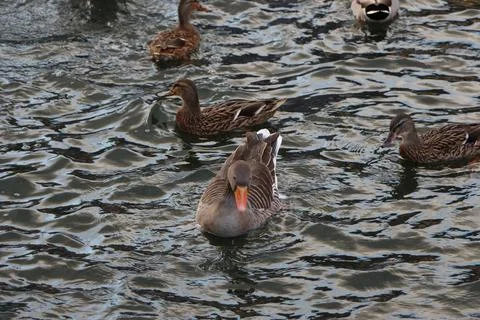 Goose exploring the stores of the river Lea 스톡 사진