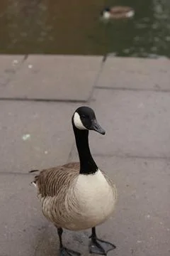 Goose exploring the stores of the river Lea Stock Photos