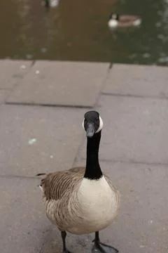 Goose exploring the stores of the river Lea Stock Photos
