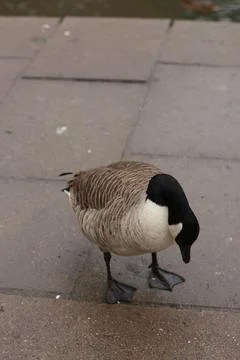 Goose exploring the stores of the river Lea Stock Photos