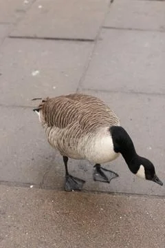 Goose exploring the stores of the river Lea Stock Photos