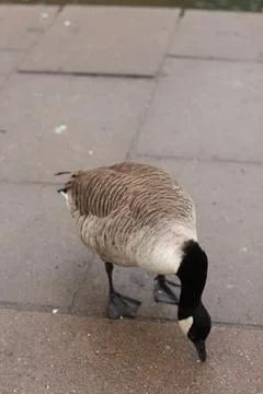 Goose exploring the stores of the river Lea Stock Photos