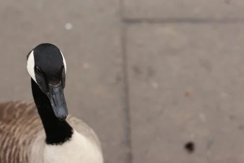 Goose exploring the stores of the river Lea Stock Photos