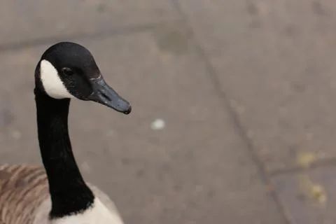 Goose exploring the stores of the river Lea Stock Photos
