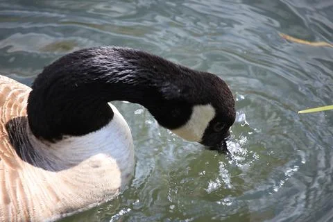 Goose exploring the stores of the river Lea Stock Photos
