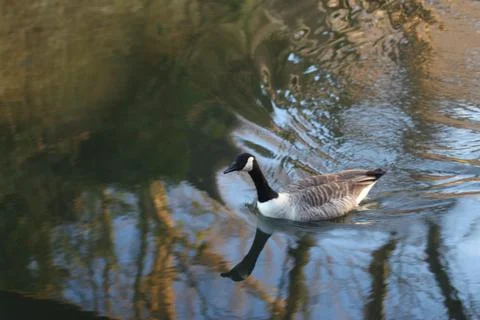 Goose exploring the stores of the river Lea Stock Photos