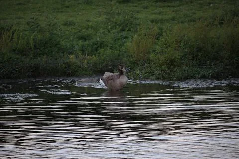 Goose exploring the stores of the river Lea Stock Photos
