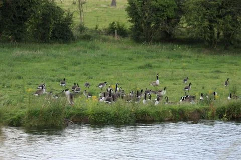Goose exploring the stores of the river Lea Stock Photos