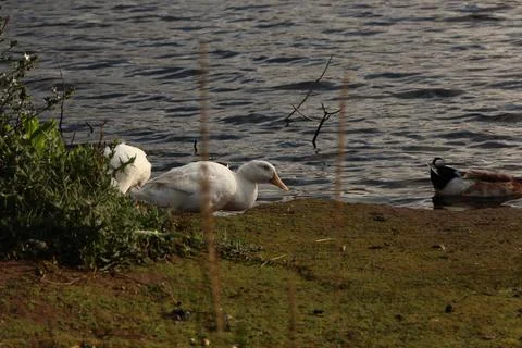 Goose exploring the stores of the river Lea Stock Photos