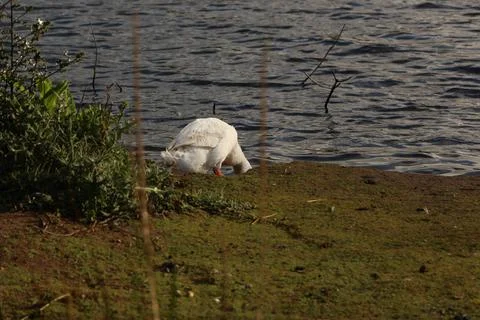 Goose exploring the stores of the river Lea Stock Photos