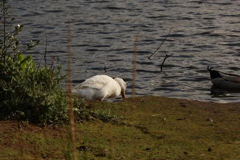 Goose exploring the stores of the river Lea Stock Photos