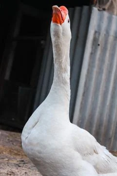 Goose extends the neck Stock Photos