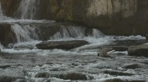 Goose at falls 037751 Video stock 12170274