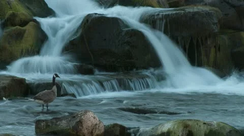 Goose at falls timelapse 01 Stock Footage 12170264