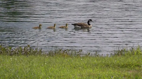 Goose family Stock Footage 24706164
