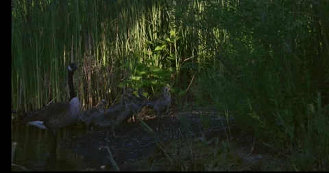 Goose family 動画素材 245982653