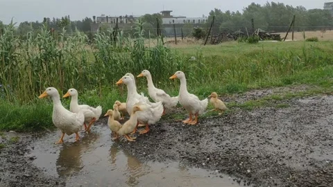 Goose Family in the Rain Stock Footage