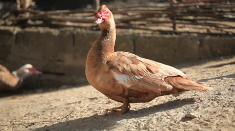 Goose on the farm Stock Footage 39645466
