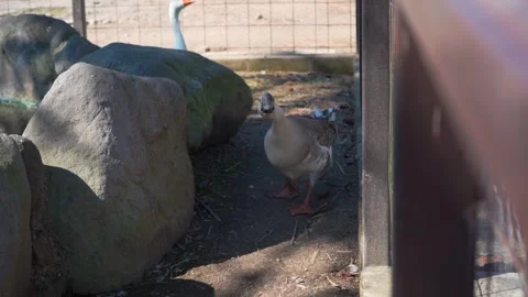 Goose on the Farm  Stock Footage 293740937