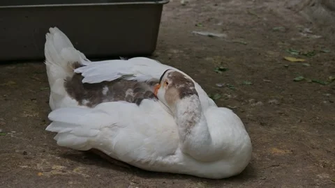 A goose on the farm 스톡 동영상 318631327