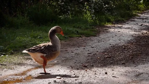 Goose on a Farm Road Stock Footage 100920605