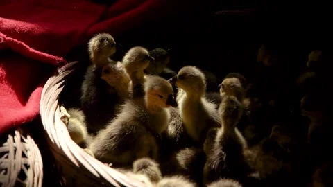 Goose Farming &amp; Breeding Stock-Footage 332663462