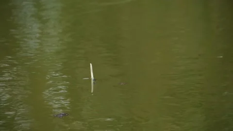 A goose feather float floats on the water Stock Footage 153546842
