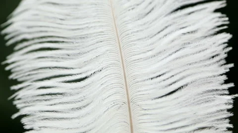 Goose feather macro, the wiring Video stock 64355597