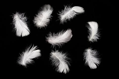 Goose Feather Stock Photos