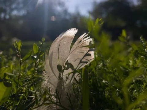 Goose feather Stock Photos