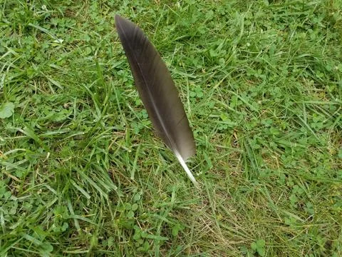 Goose feather planted in the grass Stock Photos