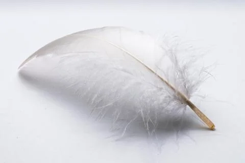 Goose feather on white table Stock Photos