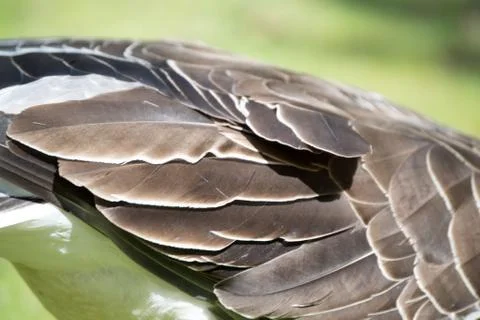 Goose Feathers Foto stock
