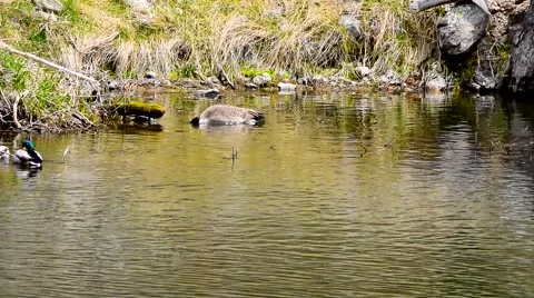 Goose Feeding Stock Footage 49040777