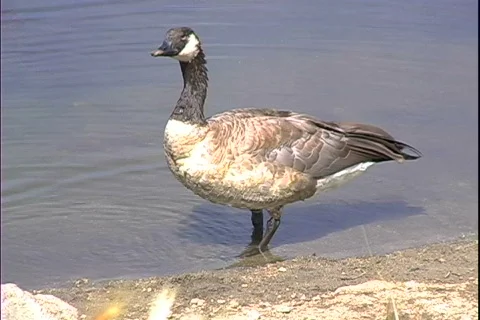 Goose Feeds Stock-Footage 817829