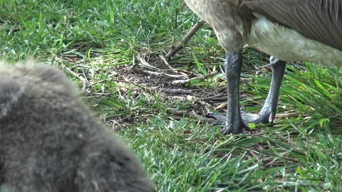 Goose feet Video stock 75819520