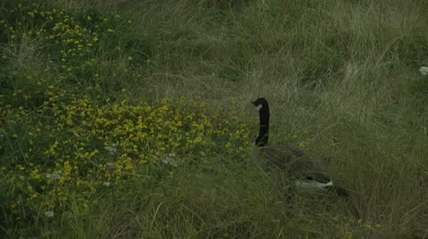 Goose in Feild of Yellow Wildflowers 動画素材 6161629