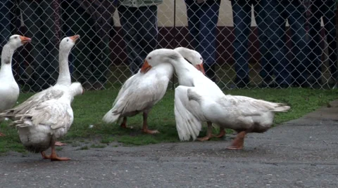 Goose fight Vidéo 35765047