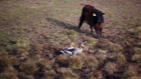 Goose fight Stock Footage 103393496